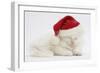 White Maine Coon Kitten Asleep Wearing a Father Christmas Hat-Mark Taylor-Framed Photographic Print