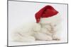 White Maine Coon Kitten Asleep Wearing a Father Christmas Hat-Mark Taylor-Mounted Photographic Print