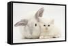 White Maine Coon Kitten Sleeping Next to a White Rabbit-Mark Taylor-Framed Stretched Canvas