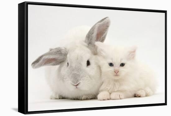 White Maine Coon Kitten Sleeping Next to a White Rabbit-Mark Taylor-Framed Stretched Canvas