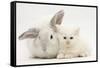 White Maine Coon Kitten Sleeping Next to a White Rabbit-Mark Taylor-Framed Stretched Canvas