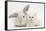 White Maine Coon Kitten Sleeping Next to a White Rabbit-Mark Taylor-Framed Stretched Canvas