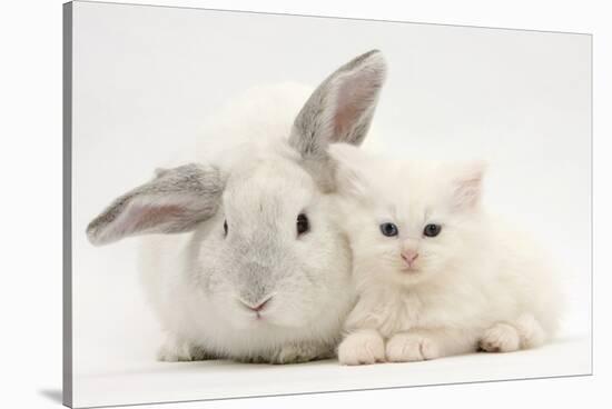 White Maine Coon Kitten Sleeping Next to a White Rabbit-Mark Taylor-Stretched Canvas