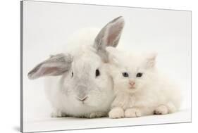 White Maine Coon Kitten Sleeping Next to a White Rabbit-Mark Taylor-Stretched Canvas