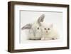 White Maine Coon Kitten Sleeping Next to a White Rabbit-Mark Taylor-Framed Photographic Print