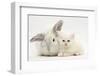 White Maine Coon Kitten Sleeping Next to a White Rabbit-Mark Taylor-Framed Photographic Print