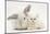 White Maine Coon Kitten Sleeping Next to a White Rabbit-Mark Taylor-Mounted Photographic Print