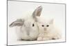 White Maine Coon Kitten Sleeping Next to a White Rabbit-Mark Taylor-Mounted Photographic Print