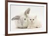 White Maine Coon Kitten Sleeping Next to a White Rabbit-Mark Taylor-Framed Photographic Print