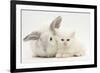 White Maine Coon Kitten Sleeping Next to a White Rabbit-Mark Taylor-Framed Photographic Print