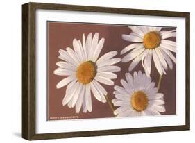 White Marguerite Daisies-null-Framed Art Print