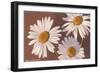 White Marguerite Daisies-null-Framed Art Print