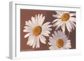 White Marguerite Daisies-null-Framed Art Print