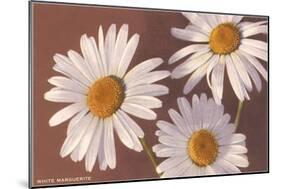 White Marguerite Daisies-null-Mounted Art Print