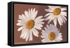 White Marguerite Daisies-null-Framed Stretched Canvas