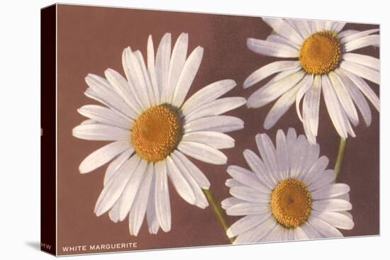 White Marguerite Daisies-null-Stretched Canvas