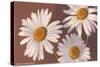 White Marguerite Daisies-null-Stretched Canvas