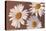 White Marguerite Daisies-null-Stretched Canvas