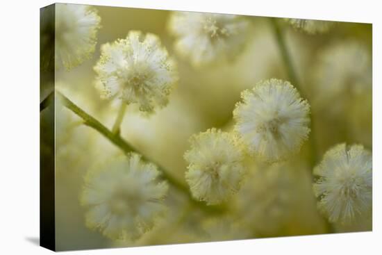 White Mimosa Tree (Acacia Dealbata) Flowers, Madeira, March 2009-Radisics-Stretched Canvas