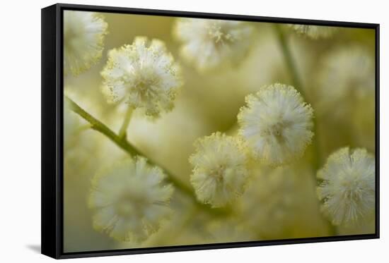 White Mimosa Tree (Acacia Dealbata) Flowers, Madeira, March 2009-Radisics-Framed Stretched Canvas