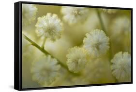 White Mimosa Tree (Acacia Dealbata) Flowers, Madeira, March 2009-Radisics-Framed Stretched Canvas