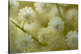 White Mimosa Tree (Acacia Dealbata) Flowers, Madeira, March 2009-Radisics-Stretched Canvas