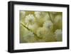 White Mimosa Tree (Acacia Dealbata) Flowers, Madeira, March 2009-Radisics-Framed Premium Photographic Print