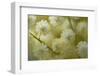 White Mimosa Tree (Acacia Dealbata) Flowers, Madeira, March 2009-Radisics-Framed Premium Photographic Print