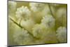 White Mimosa Tree (Acacia Dealbata) Flowers, Madeira, March 2009-Radisics-Mounted Premium Photographic Print