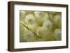 White Mimosa Tree (Acacia Dealbata) Flowers, Madeira, March 2009-Radisics-Framed Photographic Print