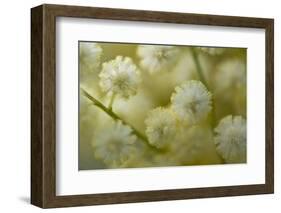 White Mimosa Tree (Acacia Dealbata) Flowers, Madeira, March 2009-Radisics-Framed Photographic Print