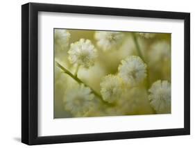 White Mimosa Tree (Acacia Dealbata) Flowers, Madeira, March 2009-Radisics-Framed Photographic Print