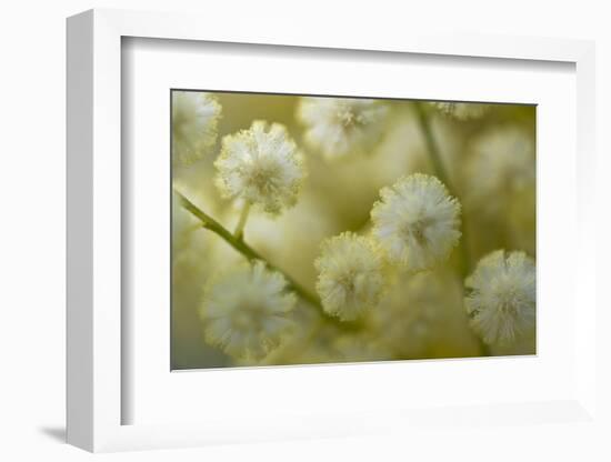 White Mimosa Tree (Acacia Dealbata) Flowers, Madeira, March 2009-Radisics-Framed Photographic Print