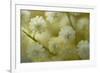 White Mimosa Tree (Acacia Dealbata) Flowers, Madeira, March 2009-Radisics-Framed Photographic Print