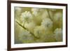 White Mimosa Tree (Acacia Dealbata) Flowers, Madeira, March 2009-Radisics-Framed Photographic Print