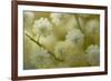 White Mimosa Tree (Acacia Dealbata) Flowers, Madeira, March 2009-Radisics-Framed Photographic Print