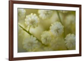 White Mimosa Tree (Acacia Dealbata) Flowers, Madeira, March 2009-Radisics-Framed Photographic Print