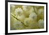 White Mimosa Tree (Acacia Dealbata) Flowers, Madeira, March 2009-Radisics-Framed Photographic Print