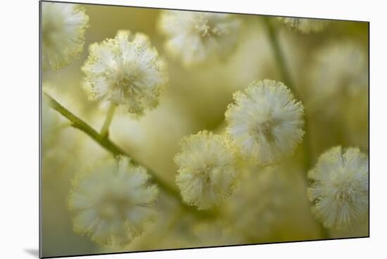 White Mimosa Tree (Acacia Dealbata) Flowers, Madeira, March 2009-Radisics-Mounted Photographic Print