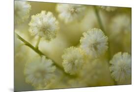 White Mimosa Tree (Acacia Dealbata) Flowers, Madeira, March 2009-Radisics-Mounted Photographic Print