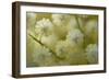 White Mimosa Tree (Acacia Dealbata) Flowers, Madeira, March 2009-Radisics-Framed Photographic Print