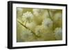 White Mimosa Tree (Acacia Dealbata) Flowers, Madeira, March 2009-Radisics-Framed Photographic Print