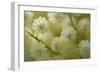 White Mimosa Tree (Acacia Dealbata) Flowers, Madeira, March 2009-Radisics-Framed Photographic Print