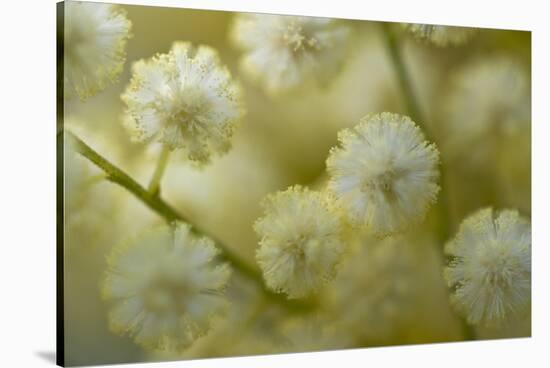 White Mimosa Tree (Acacia Dealbata) Flowers, Madeira, March 2009-Radisics-Stretched Canvas