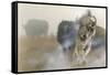 White Mist-Gordon Semmens-Framed Stretched Canvas