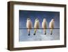 White Monjita-Chechi Peinado-Framed Photographic Print