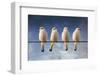 White Monjita-Chechi Peinado-Framed Photographic Print