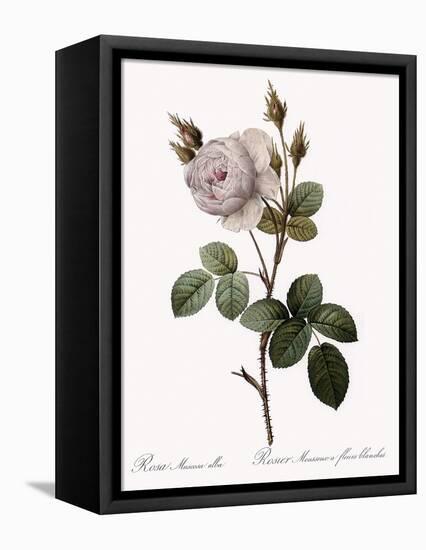 White Moss Rose, Rosa Muscosa Alba-Pierre Joseph Redoute-Framed Stretched Canvas