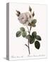 White Moss Rose, Rosa Muscosa Alba-Pierre Joseph Redoute-Stretched Canvas