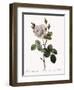 White Moss Rose, Rosa Muscosa Alba-Pierre Joseph Redoute-Framed Giclee Print